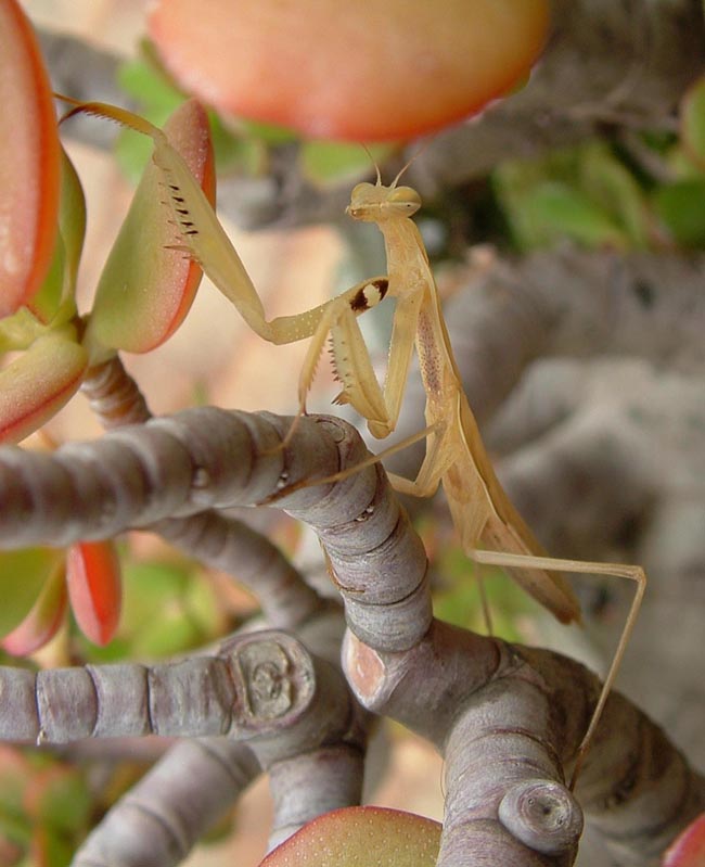 Una mantide bianca (Mantis religiosa)
